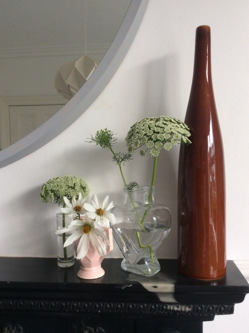 Cosmos and ammi visnaga from the cutting patch